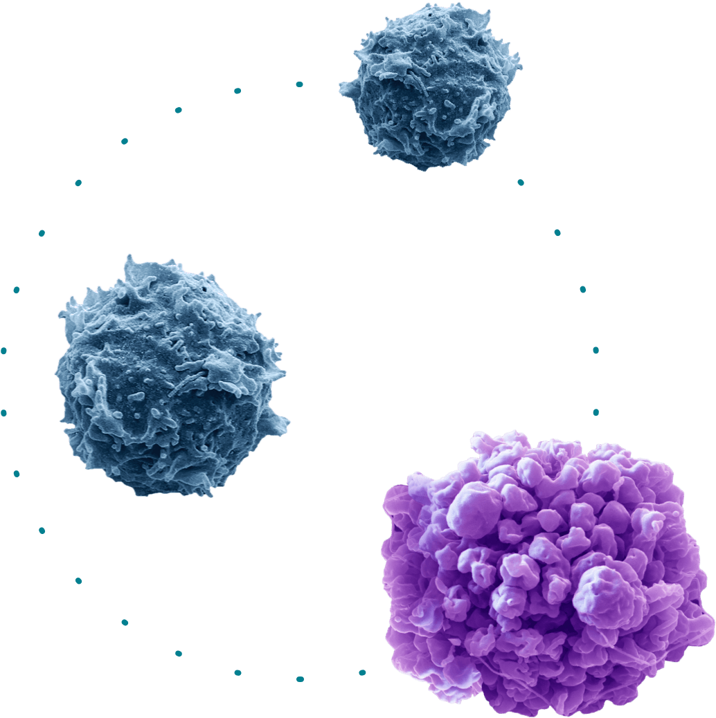 cells