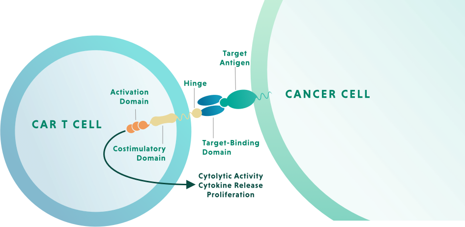Graphic Car T agains Cancer cell