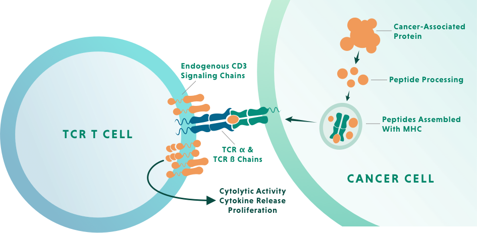 Graphic TCR T Cell agains Cancer cell
